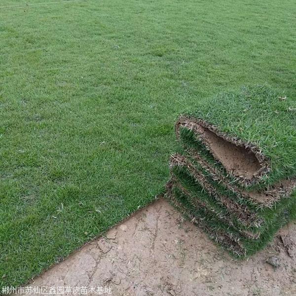 福建蘭引三號(hào)草皮基地約3.10元